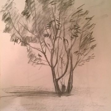 Зарисовка. Молодое деревце. цв. карандаш, бумага
