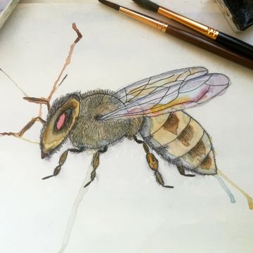 пчела акварель + линер
