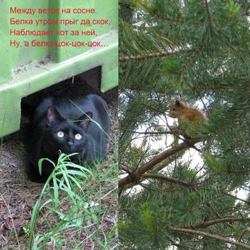 Про кота и белку