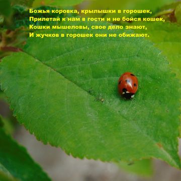 Божья коровка...