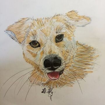 Рисунок Собаки