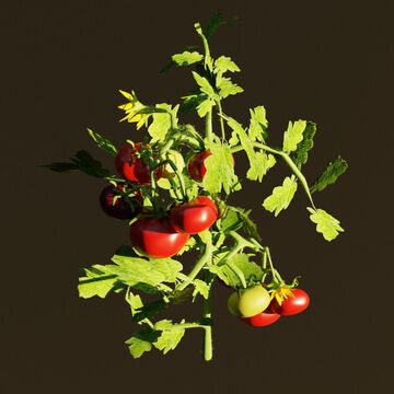 Реалистичная 3D модель куста помидоров