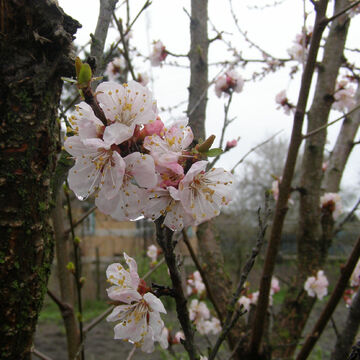 Apricot