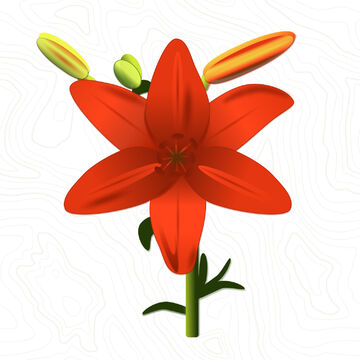 Лилия алая