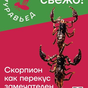 Плакат для студенческого проекта &quot;Муравьед&quot;, 2 курс
