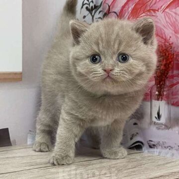 Кот номер 2