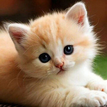 Кот номер 3