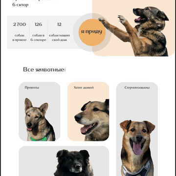 Сайт приюта &laquo;Некрасовка&raquo; *1