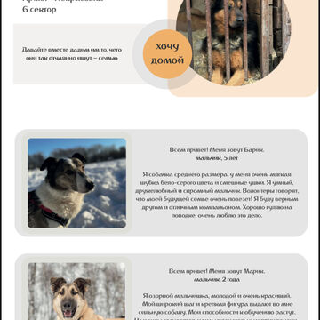 Сайт приюта &laquo;Некрасовка&raquo; *2