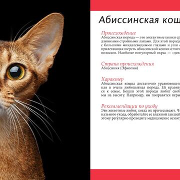 Разворот каталога о котах