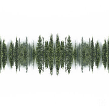 Forest  принт постер