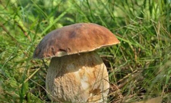 Пресс-релиз