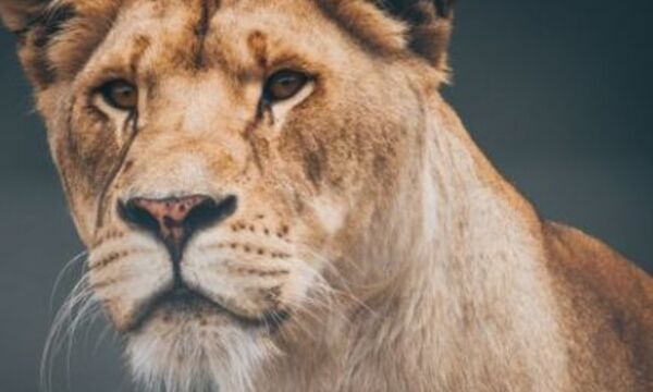 Продающие тексты