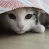 Mr.Cat