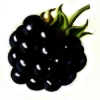 Olya Blackberry