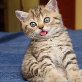 Дмитрий Котов