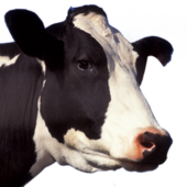 Mari Mili [boutique_437441]