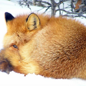 Александр Каблуков