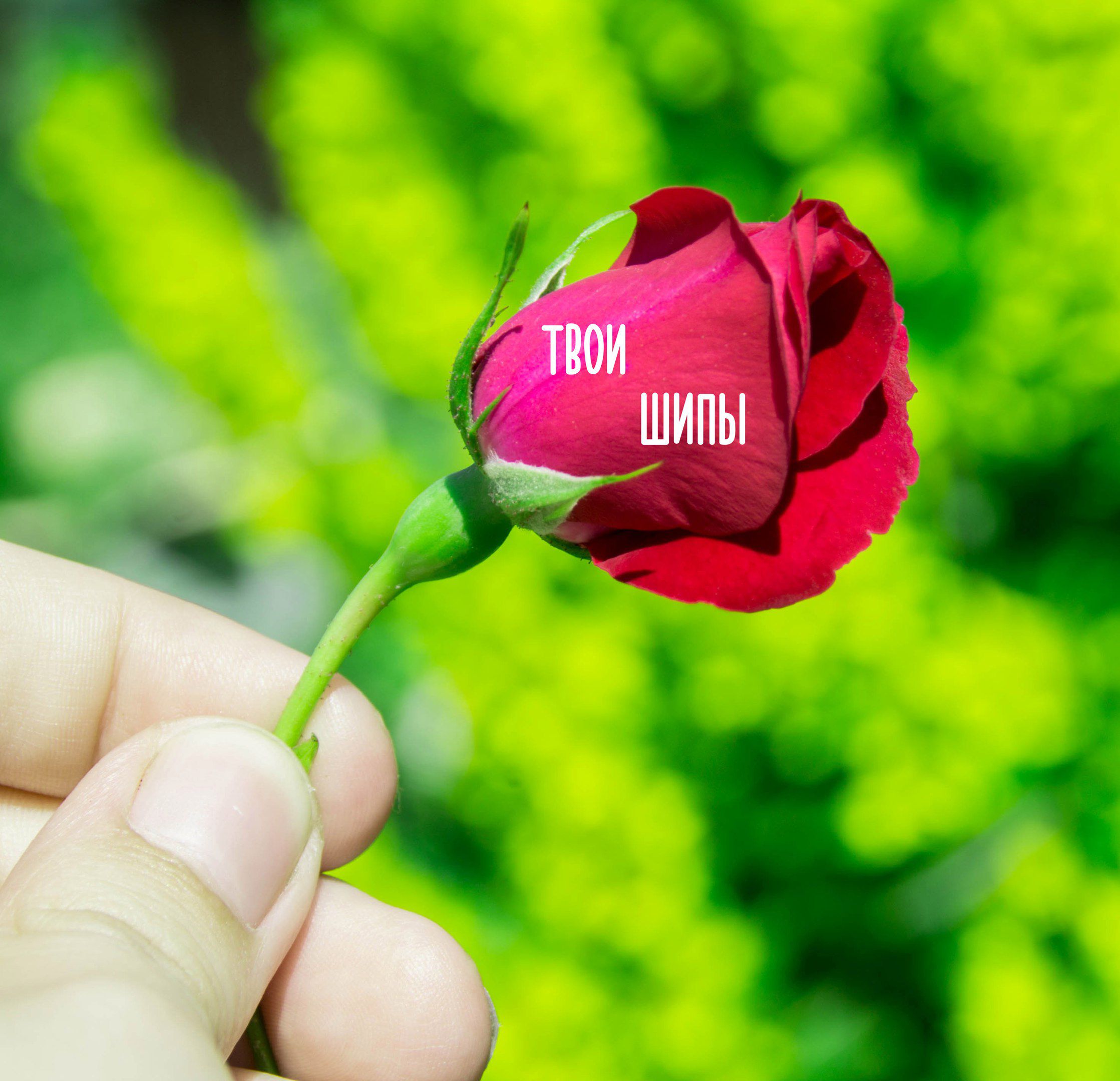 Любовь в глазах картина. Заглянуть в любимые глаза. Твои шипы. Твои шипы. Твои шипы.